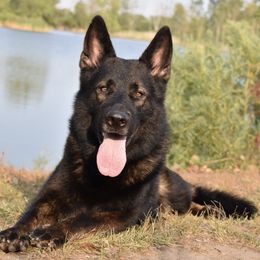 German Shepherd All Grown Up from Diamond Peak German Shepherds