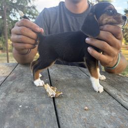 Girl 2 - Black fawn and white female Beagle puppy in Hudson, Michigan from Bachman’s Kennel