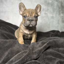 Cookie - Fawn female French Bulldog puppy in Alexandria, Virginia from Boss Lady Kennel