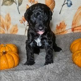 Hazel - Black female Sheepadoodle puppy in Austin, Texas from Darling Doodles