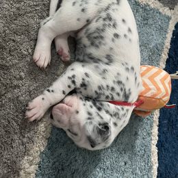 Dalmatian Puppies from New Horizonz Dobermans and Dalmatians