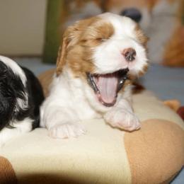 Cavalier King Charles Spaniel Puppies from London Fog Cavaliers