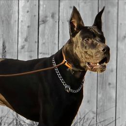 Bear - Great Dane
