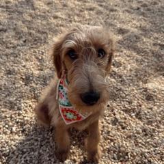 Murphie - Labradoodle