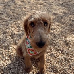 Murphie - Labradoodle