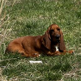 Rupert - Basset Hound