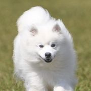 American Eskimo Dogs from Halfmoon Kennel