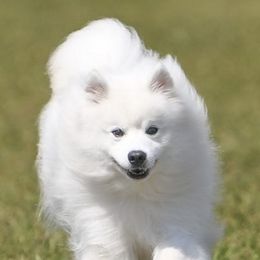 American Eskimo Dogs from Halfmoon Kennel