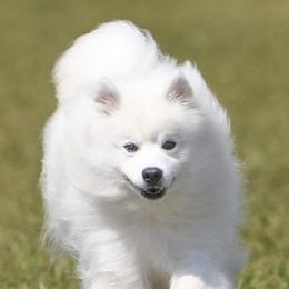 American Eskimo Dogs from Halfmoon Kennel