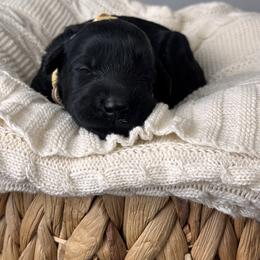 Female 1 - Black female Giant Schnauzer puppy in St George, Utah from Schnauzer Ranch