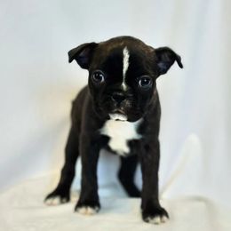 Boston Terrier Puppies from Drew Simmons