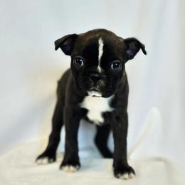 Boston Terrier Puppies from Drew Simmons