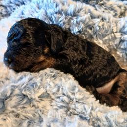 Baxter - Black and tan male Havapoo puppy in Blanch, North Carolina from Faithful Hearts Kennel
