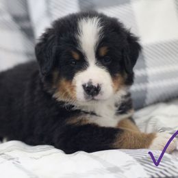 Boone - Black rust and white male Bernese Mountain Dog puppy in Walnut Creek, Ohio from Emerald Acres Bernese