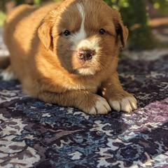 Boy 2 - Buff male Nova Scotia Duck Tolling Retriever puppy in Tom's Brook, Virginia from rising sun duck tollers