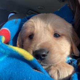 Golden Retriever Puppies from True North Golden Retrievers