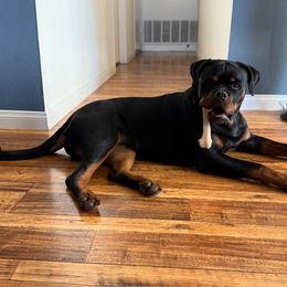 Rottweiler Puppies from Von Der Hing Rottweilers