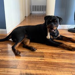 Rottweiler Puppies from Von Der Hing Rottweilers