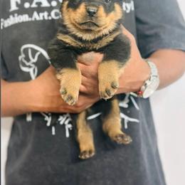 Male 1 - Black and mahogany male Rottweiler puppy in Humble, Texas from Inexorable Haus Early Rotts