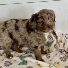 Archie - Red merle male Aussiedoodle puppy in Charlestown, Indiana from Forever Aussies and A Doodle