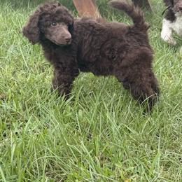 Maple - Brown female Poodle puppy in Cleveland, Texas from Jolley Poodles