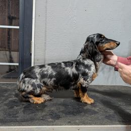 Nickel - Dachshund