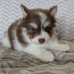 Leo - Red and white male Pomsky puppy in Temple, Texas from Lone Star Pomsky