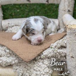 Bear - Blue merle male Bernedoodle puppy in Williamson, New York from Lakeside Doodles
