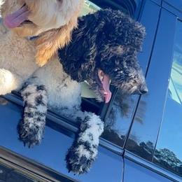 Max - Goldendoodle