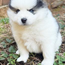 Marshall - Black and white male Pomsky puppy in Grass Valley, California from Karalot Pomskies