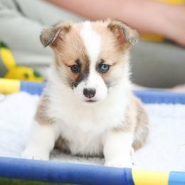 Ladybug - Red female Pembroke Welsh Corgi puppy in Plains, Montana from Diamond Corgis