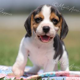 AKC 'Magnum' - Black tan and white male Beagle puppy in Lamar, Missouri from Marti Acres ~ Boston Terrier & Beagles
