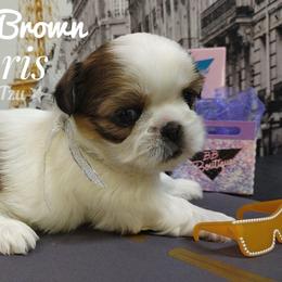 Charlie Brown - Black gold and white male Shih Tzu puppy in Peoria, Arizona from Loyal Shih Tzu