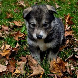 Boy4 - Agouti and white male Siberian Husky puppy in Oscoda, Michigan from Sstar