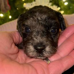 Maggie Mae - Merle female Goldendoodle puppy in Greenville, South Carolina from Law Doodles of SC