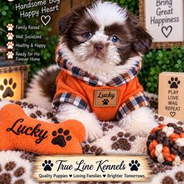 Lucky - Liver and white male Shih Tzu puppy in Cordova, Tennessee from TrueLine kennels