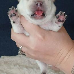 French Bulldog Puppies from Diamond Dreams French Bulldogs