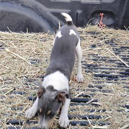 Jett - Blue white and tan male Rat Terrier puppy in Mariposa, California from Usona Rat Terriers