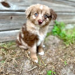 Milo - Red merle male Miniature Australian Shepherd puppy in Saint Cloud, Florida from Dirty Paws