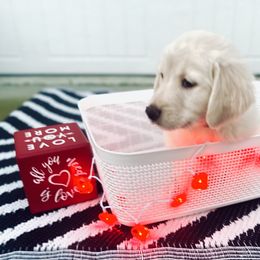 "Pongo" Goldendoodle Puppies from Sweetgrass Goldendoodles of Moncks Corner