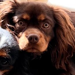 Ludo Thunderbird - Chocolate male Cavalier King Charles Spaniel puppy in Tucson, Arizona from Cavapoo Puppy Parade