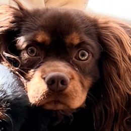 Ludo Thunderbird - Chocolate male Cavalier King Charles Spaniel puppy in Tucson, Arizona from Cavapoo Puppy Parade