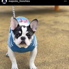 Luna - French Bulldog