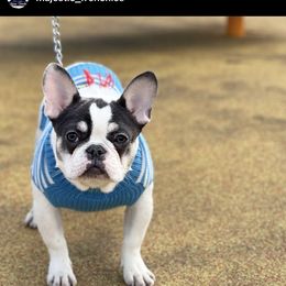 Luna - French Bulldog