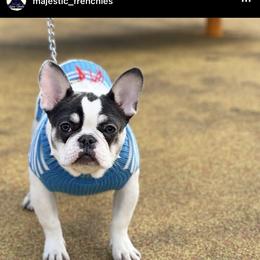 Luna - French Bulldog
