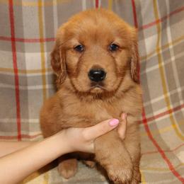 Rosemary - Dark golden female Golden Retriever puppy in New Weston, Ohio from Bertke AKC Golden Retrievers and Bernese Mountain Dogs