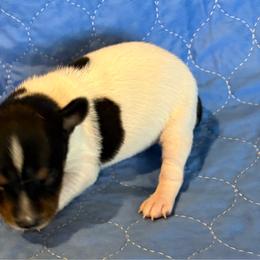 Squiggy - White black and tan male Rat Terrier puppy in Savoy, Texas from Rockin EZ Rat Terriers