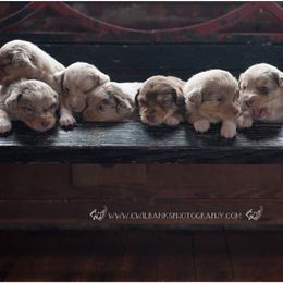 Australian Shepherd Puppies from Carolina Aussies