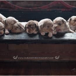 Australian Shepherd Puppies from Carolina Aussies