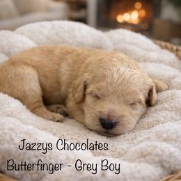 Butterfingers - Apricot male Goldendoodle puppy in Waterford, California from Alvdoodles